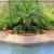 swimming-pool-landscaping2.jpg